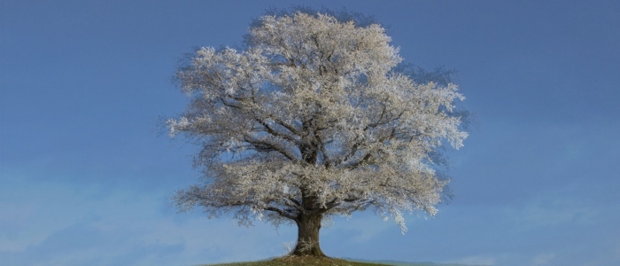 Tree in January